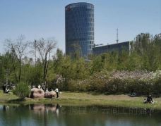 丁香公园-哈尔滨-云间上的猫