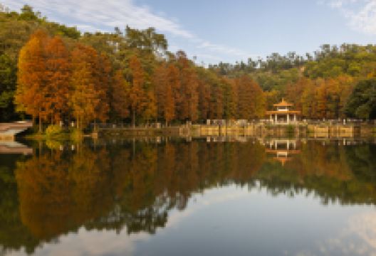 仙湖植物园景点图片