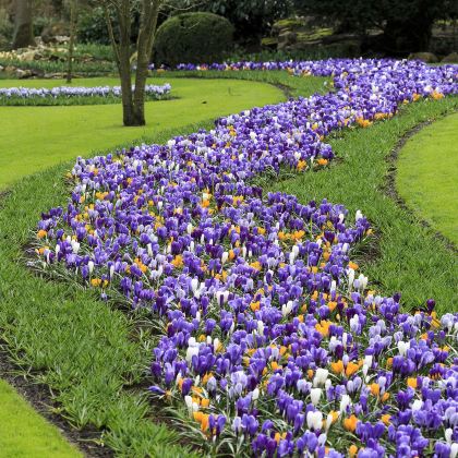 荷兰+比利时12日9晚跟团游