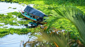 Amazon Green Treasure