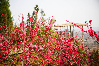 秋天花儿快开了