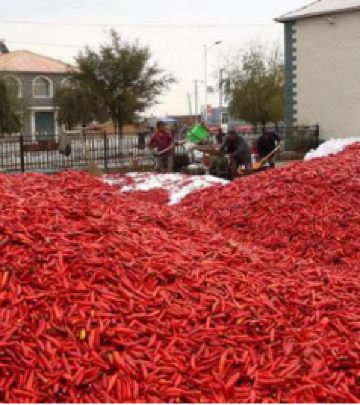 洮南游记图文-来白城玩，这四种特产美食一定要带回家，否则你就白去了！