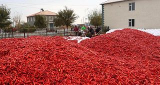 来白城玩，这四种特产美食一定要带回家，否则你就白去了！