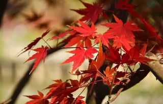 距昆明1小时旅游圈,登高赏枫叶正当时,演绎着云南冬季“秋景”