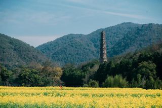 带上你的“李焕英”来天台,紫荆花、樱花、桃花......这一次带妈妈去春游!