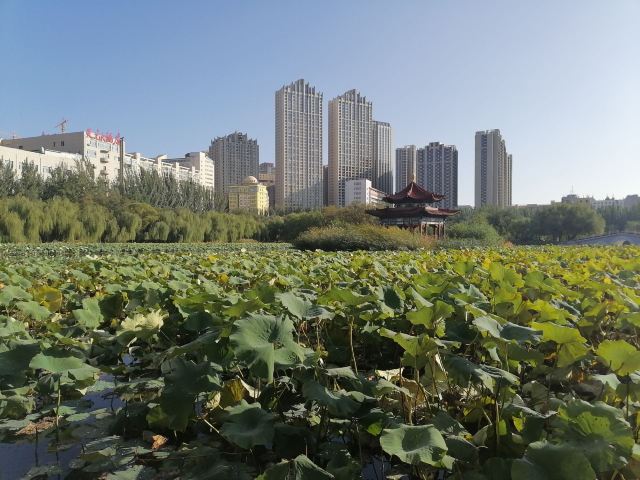 青城公园旅行图片 2