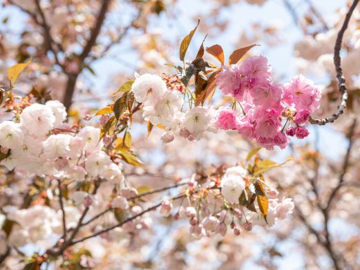 桃花堤公园