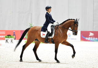 无疆牧场:奥运马术三大项,专业术语知多少?