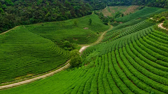 雲湖茶博園