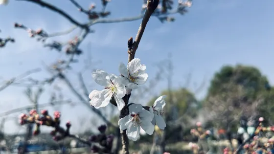 櫻花園