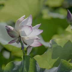 东平游记图片] 泰安东平湖：东平湖畔的荷花开了，一起来赏花吧