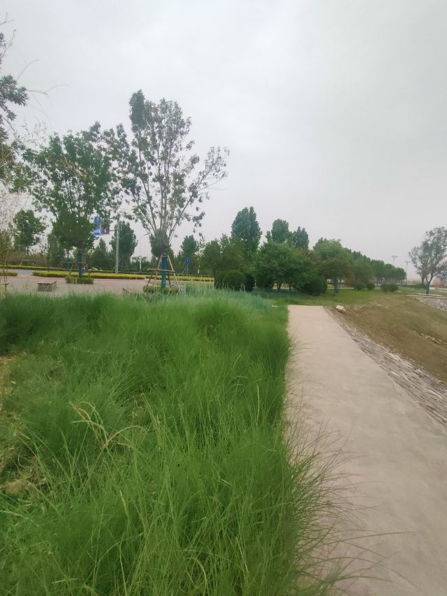 灞渭生态滩区旅行图片 10