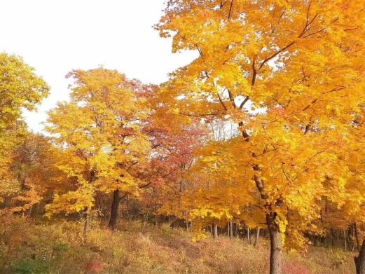 回龙山生态田园旅游区