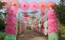 美樱花海-重庆-C-IMAGE
