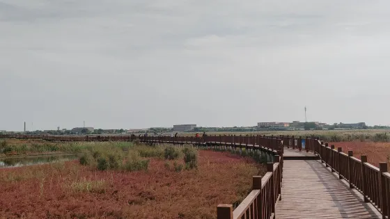 鹼蓬草觀景長廊