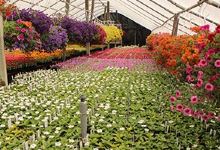 Jeff's Garden Shop购物图片