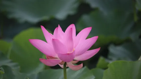 通明湖公園