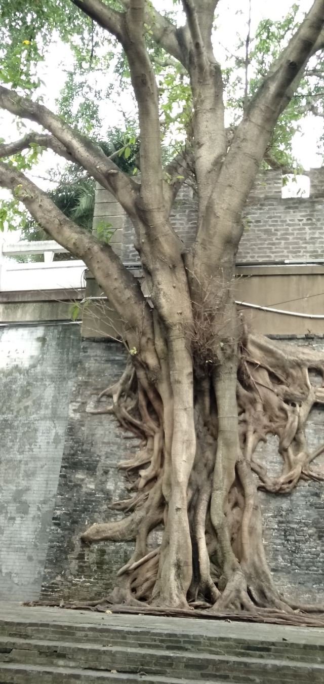 南宁古城墙旅行图片 14