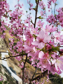 古田游记图片] 福州周边樱花盛开的地方：钱来山风景区