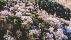 建德游记图片] 杭州周末自驾游 | 建德三都数万亩野樱花开放，收下赏樱攻略