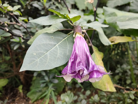 紫花蔓陀罗,神秘而华贵的迷醉