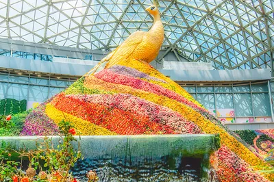 花之城