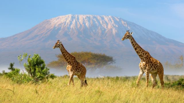 乞力馬紮羅國家公園
