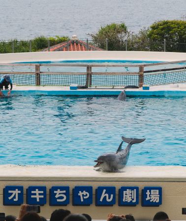 4天3晚 • 日本沖繩市「琉球文化探索 · 沖繩美麗海水族館 · 精選四鑽酒店 · 自由行」萬座毛＋古宇利島＋海洋博公園＋沖繩美麗海水族館