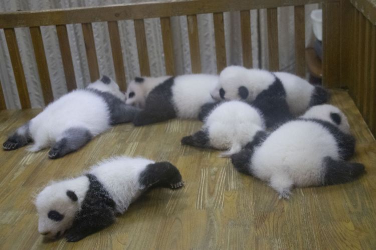 大熊猫月亮产房
