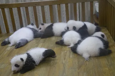 大熊猫月亮产房
