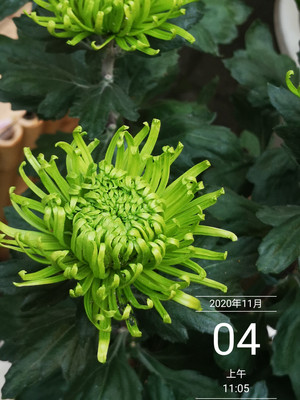 菊花,为什么能办菊展?