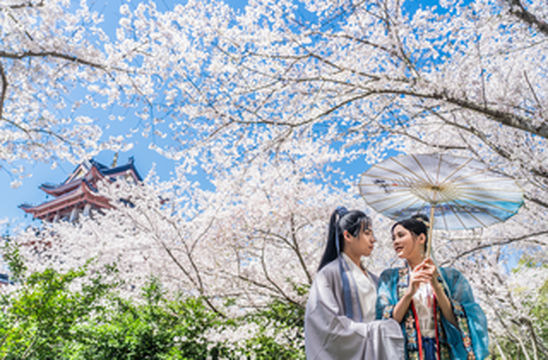 情定鼋头渚的樱花雨，春天里最浪漫的情侣约会圣地