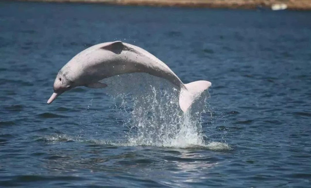 2021年三娘湾中华白海豚暑期营地第二期相约大海