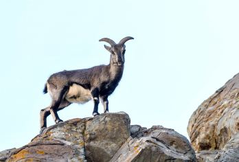 银川贺兰山国家森林公园+沙湖生态旅游区一日游【私家团2人起】【亮点一：漫游宁夏贺兰山国家森林公园、沙湖】