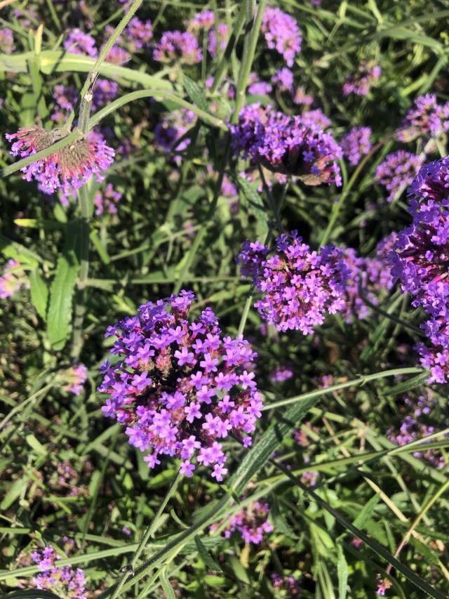 通辽薰衣草庄园旅行图片 4