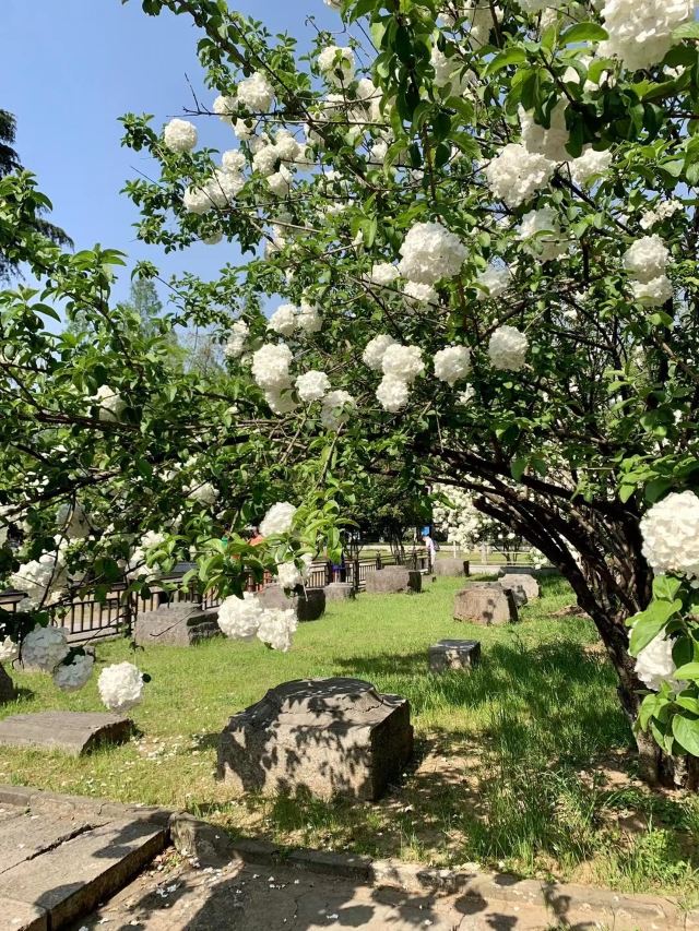 午朝门公园旅行图片 10
