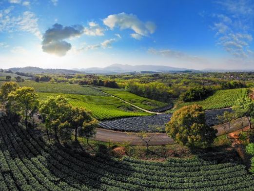 茅山茶海