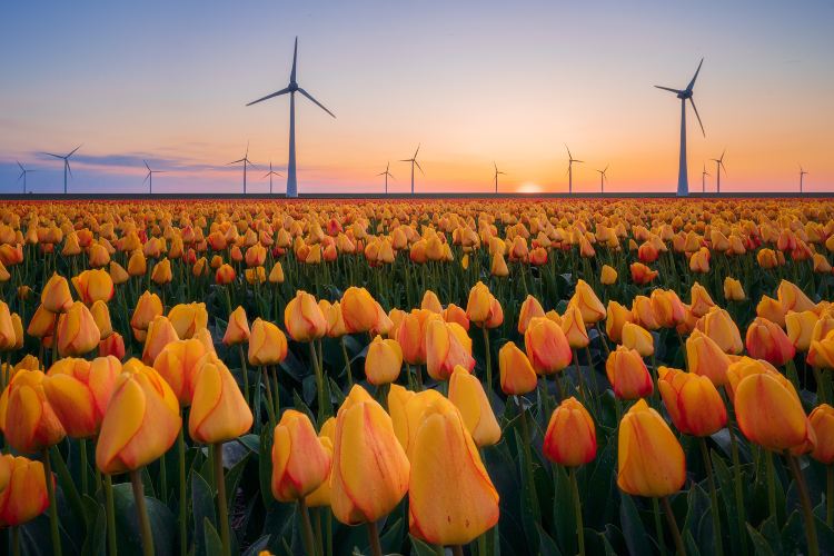 Amsterdam Brief Guide