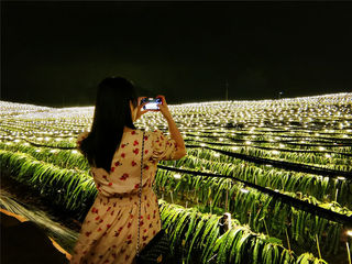 万亩龙果龙灯海，遇见最美金穗夜