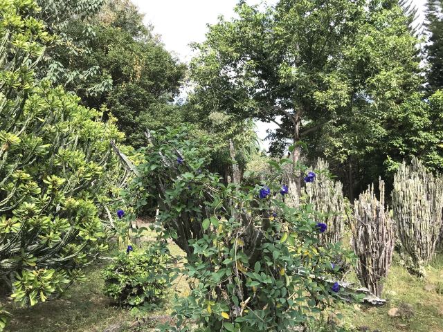 西双版纳南药园旅行图片 8