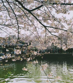 南长街/南禅寺/清名桥古运河景区游记图文-2021年无锡最新清明假期，鼋头渚赏樱，南长街特色美食家庭自驾游攻略