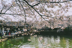 太湖鼋头渚风景区/蠡园风景区游记图片] 2021年无锡最新清明假期，鼋头渚赏樱，南长街特色美食家庭自驾游攻略