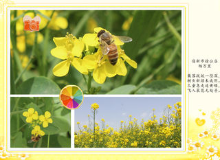 北京：“五一”打卡 京西油菜花海节