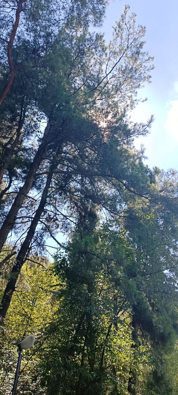 登高云山森林公园旅行图片 4