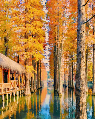 深秋初冬🍂周末游玩好去处—青西郊野公园—水上森林