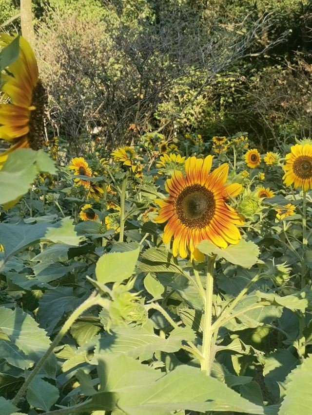 南岭植物园旅行图片 3