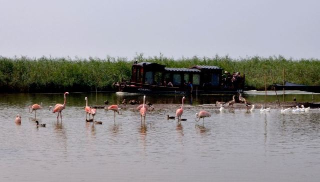 七里海澙湖湿地旅行图片 2