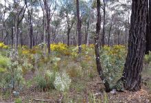 Wax Garden Conservation Reserve景点图片