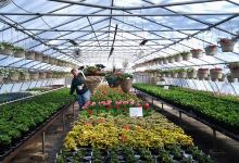 Ray's Greenhouse购物图片
