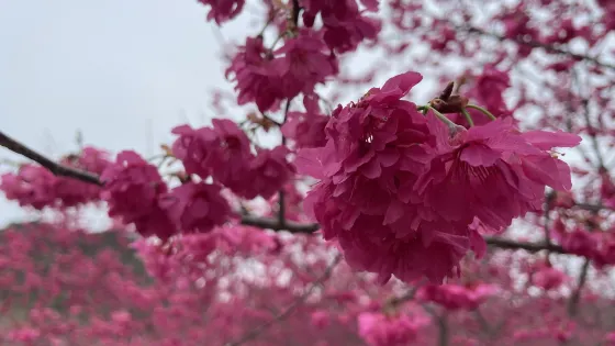 華南百萬櫻花園
